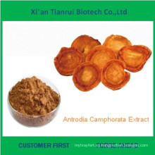 Precio bajo natural Extracto de Antrodia Camphorata